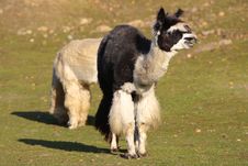Alpaca (Vicugna Pacos Syn. Lama Pacos) Stock Photos Alpaca (Vicugna Pacos Syn. Lama Pacos) Stock Photos