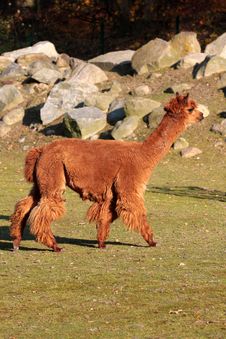 Alpaca (Vicugna Pacos Syn. Lama Pacos) Royalty Free Stock Photos Alpaca (Vicugna Pacos Syn. Lama Pacos) Royalty Free Stock Photos