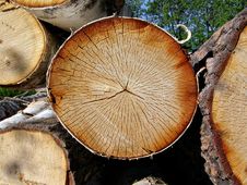 Sawn Up Tree Stock Images Sawn Up Tree Stock Images