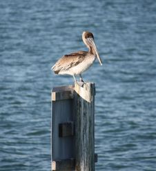 Pelican Sitting On A Post Stock Image Pelican Sitting On A Post Stock Image