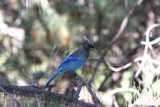 Blue Jay Royalty Free Stock Image Blue Jay Royalty Free Stock Image