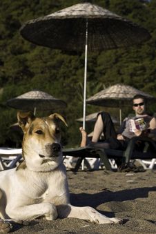 Dog On Tropic Beach Stock Image