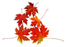 Autumn Leaves Stock Images Autumn Leaves Stock Images