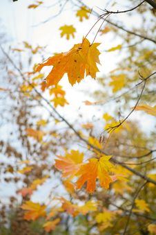 Autumn Maple Leaves Royalty Free Stock Photography Autumn Maple Leaves Royalty Free Stock Photography