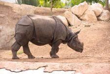 Rhinoceros Stock Images Rhinoceros Stock Images
