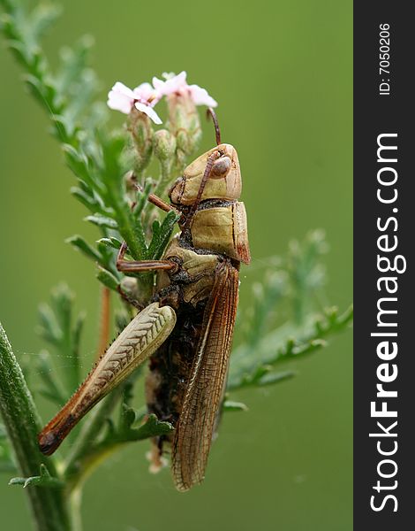 Grass-hopper on grass, macro photo, green bakground