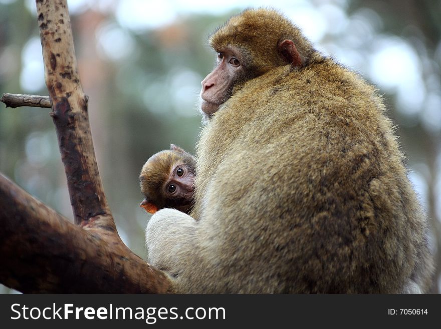 Long-tailed Macaques. Young ape and her mom were so curious who is snooping they. Long-tailed Macaques. Young ape and her mom were so curious who is snooping they.