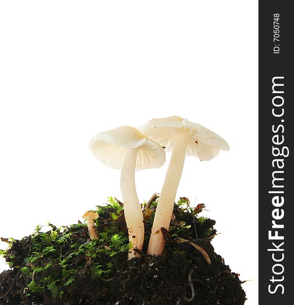 Two white toadstools in a clump of moss