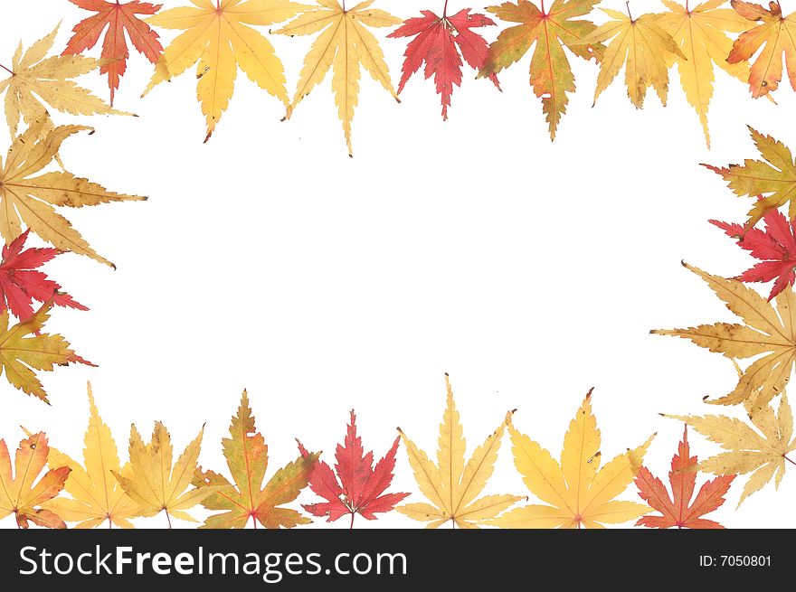 Autumnal Acer Leaf Frame