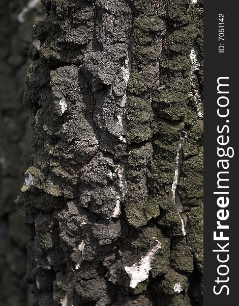 Tree bark closeup (backgroud/texture)