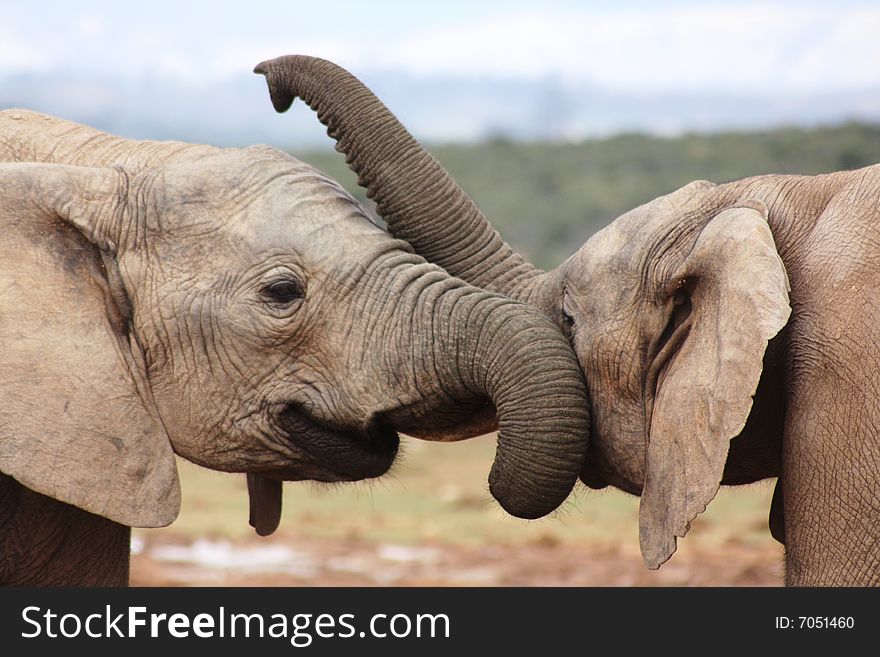 This elephant was playing around with another elephant. This elephant was playing around with another elephant