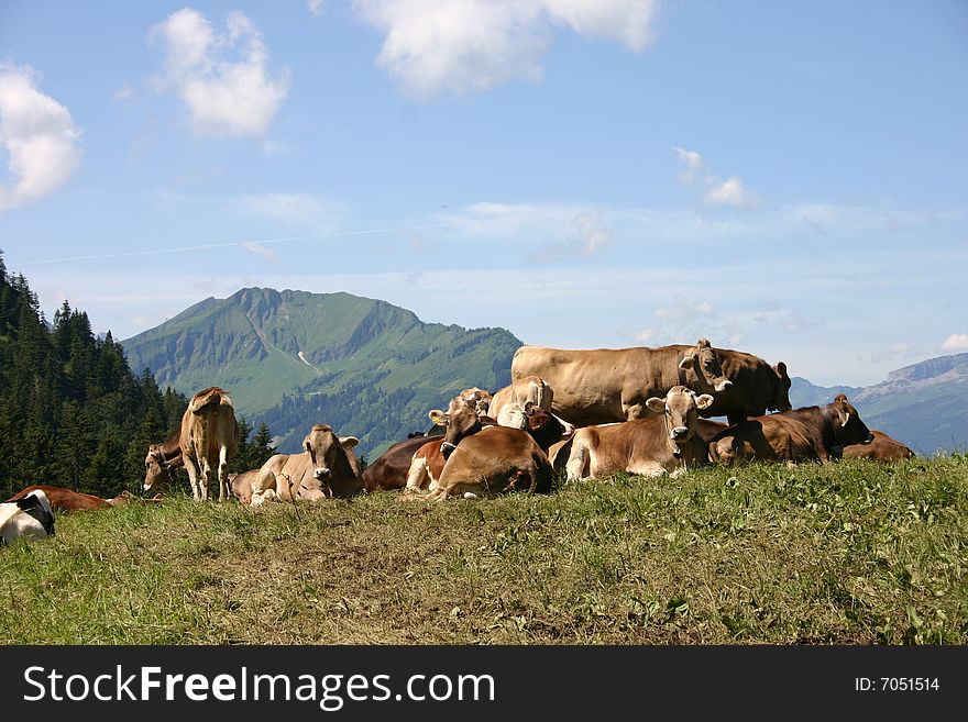 Mountain Landscape with some cows Allgäu. Mountain Landscape with some cows Allgäu