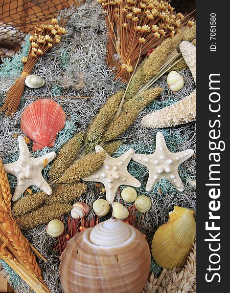 Colorful seashells assortment with stars