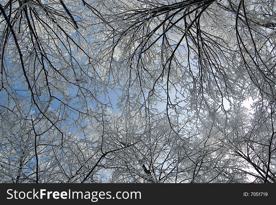 Trees. Winter Seasons