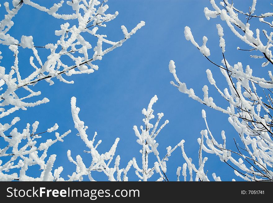 Trees mantled with rime frost and bushes on the blue sky