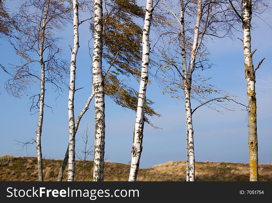Group of birch trees in autumn. Group of birch trees in autumn