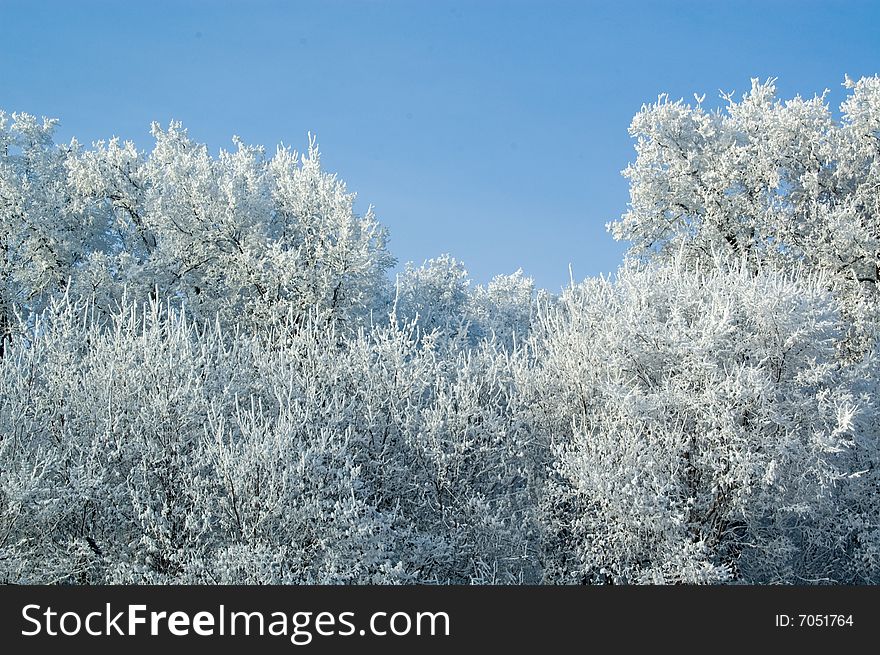 Trees mantled with rime frost and bushes. Trees mantled with rime frost and bushes