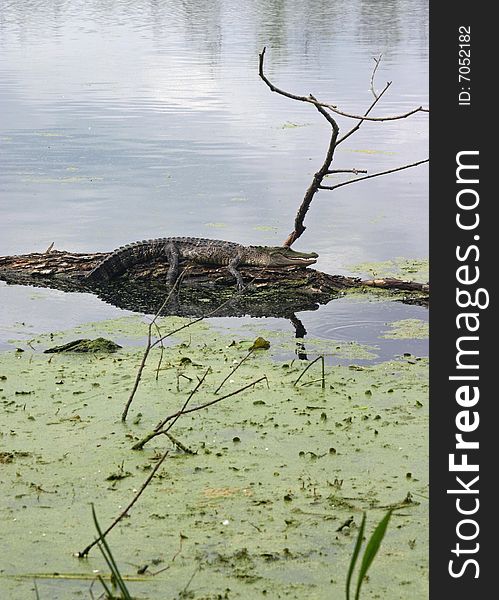 Alligator (Alligator mississippiensis) at Brazos Bend State Park - Texas. Alligator (Alligator mississippiensis) at Brazos Bend State Park - Texas