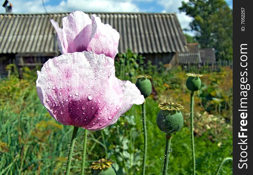 Flower of the poppy on background cloudy sky