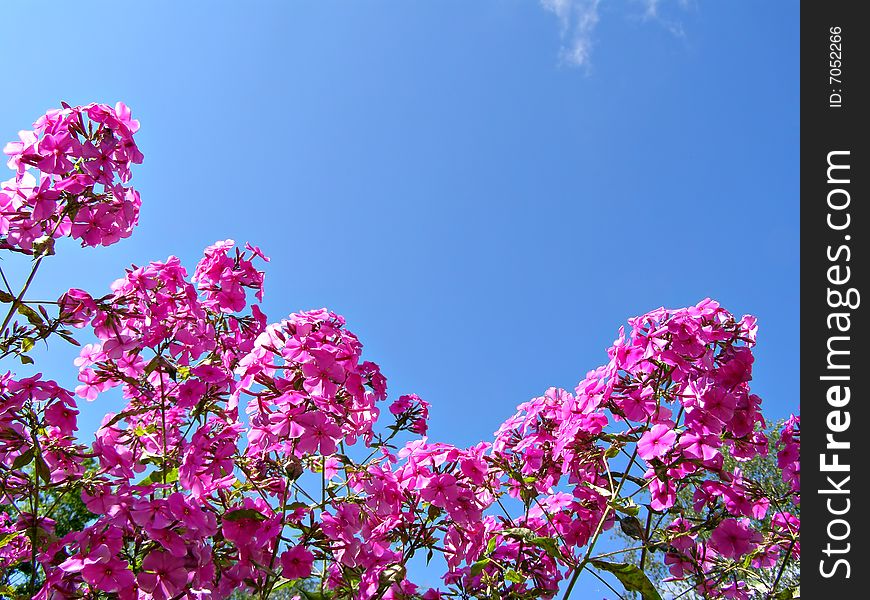 Flowerses phloxes on background blue sky