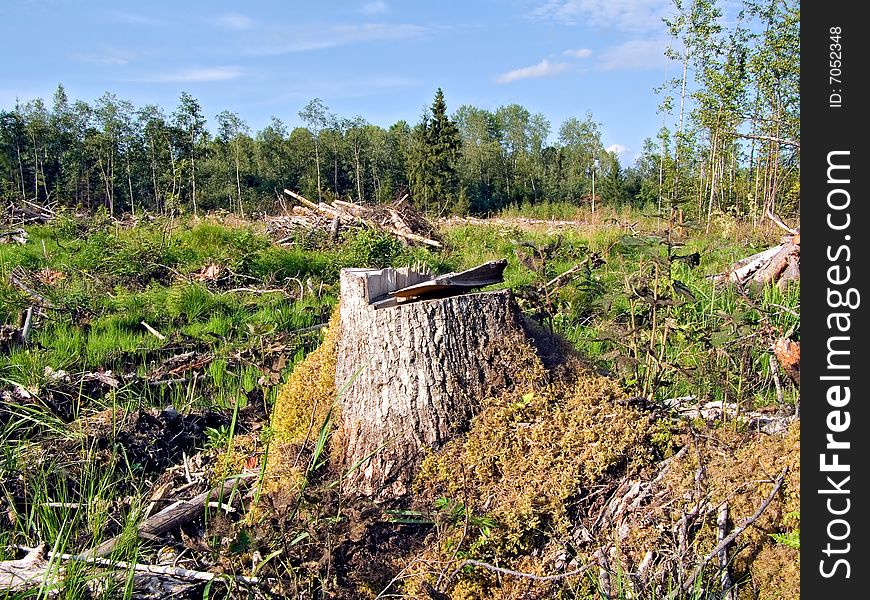 Part tree with root on chopping wood