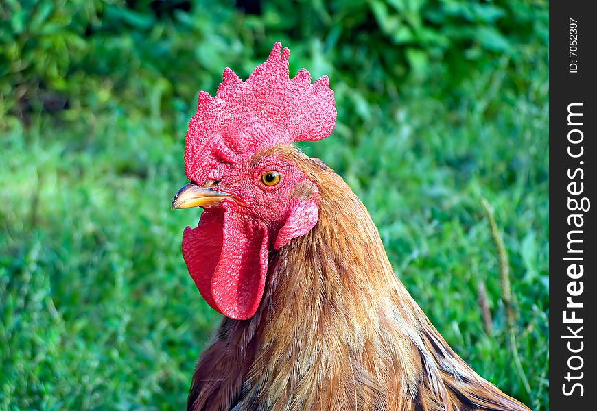 Head of the cock on background of the green herb