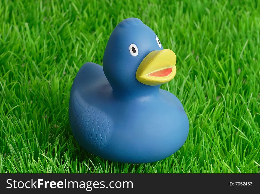 Blue rubber ducks bath toy on grass background