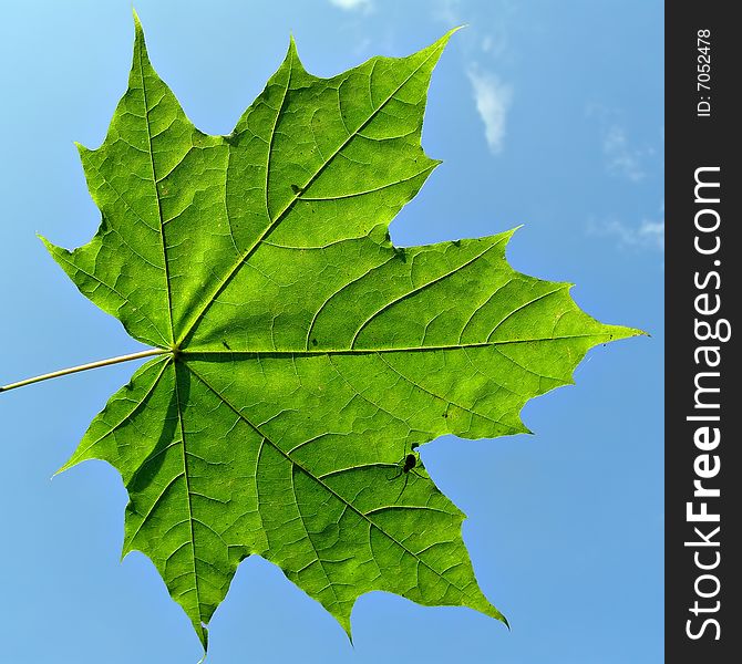 Maple leaf on background blue sky