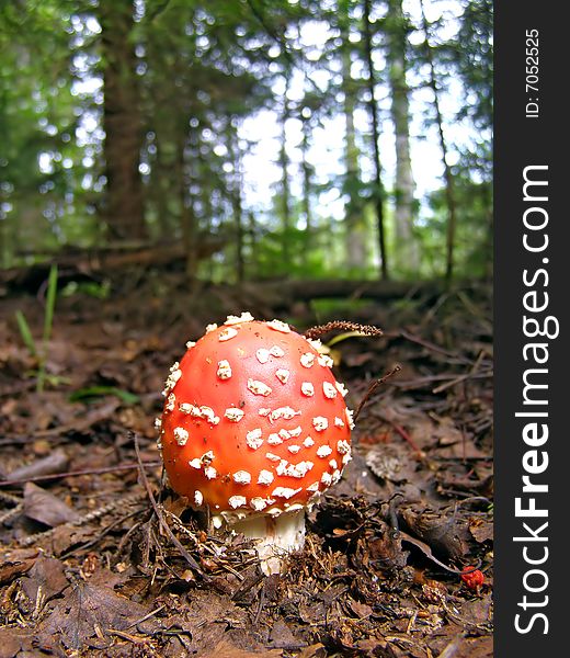 Red  Agaric