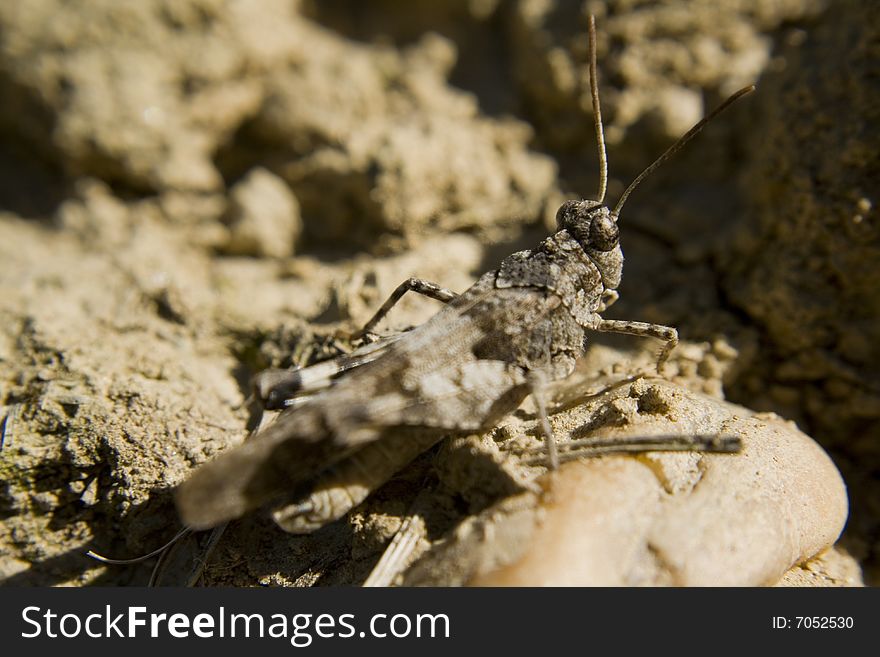 Grasshopper thinks that i can`t see him