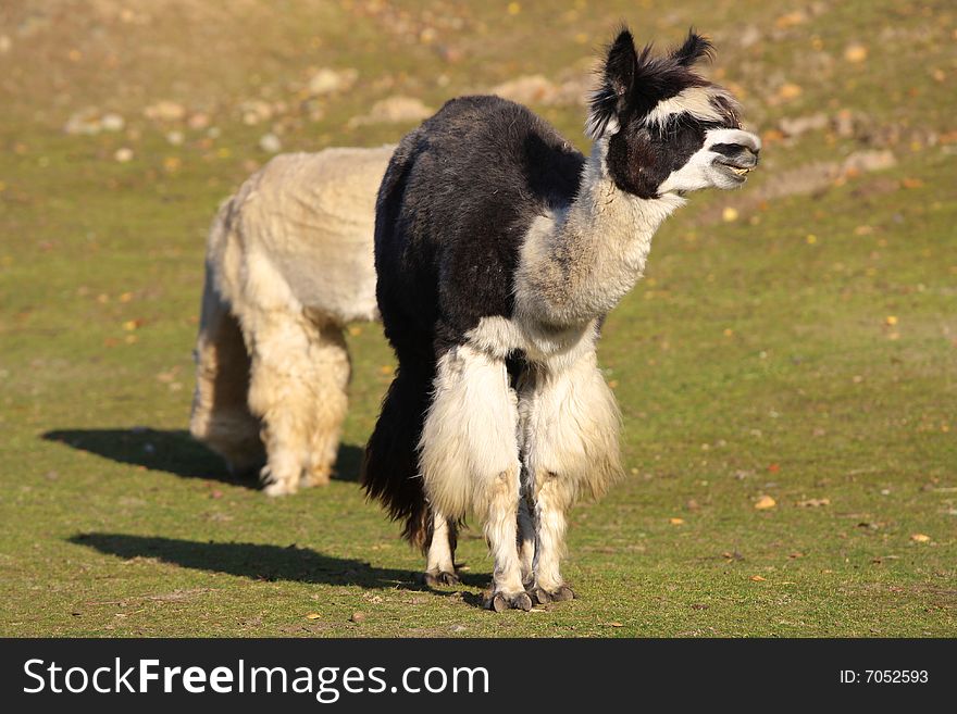 The photograph from the natural series- the zoo in Gdansk. The photograph from the natural series- the zoo in Gdansk