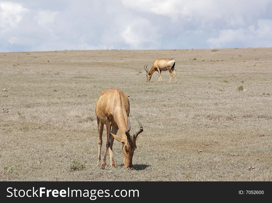 These two red hartebeest were grazing under the blue sky. These two red hartebeest were grazing under the blue sky