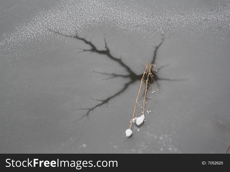 Old branches trapped in ice