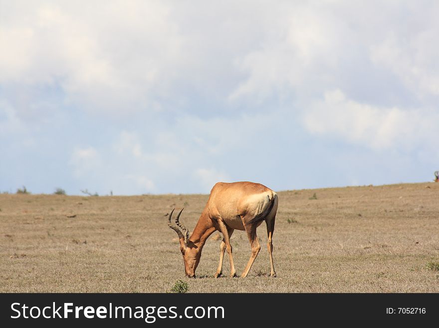 This red hartebeest was grazing on its own under a blue cloudy day. This red hartebeest was grazing on its own under a blue cloudy day