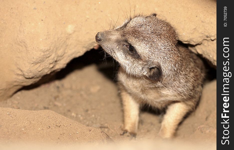 Meerkat (Suricata suricatta)