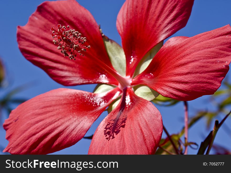 Star gaze hibiscus catured on a sunny day. Star gaze hibiscus catured on a sunny day.