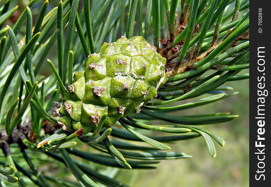 Green big shot of the pine