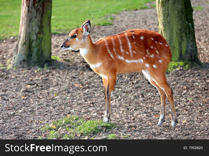 The photograph from the natural series- the zoo in Gdansk. The photograph from the natural series- the zoo in Gdansk