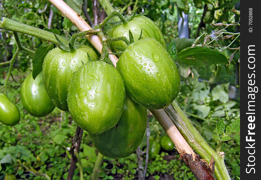 Green tomatoes on branch in hothouse