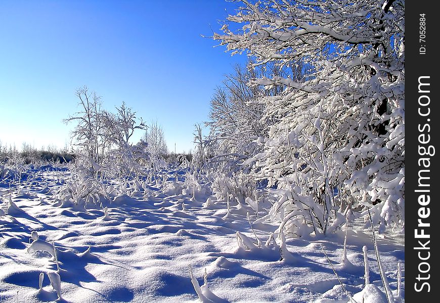 Wood in snow under blue sky. Wood in snow under blue sky