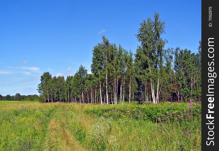 Aging rural road near wood