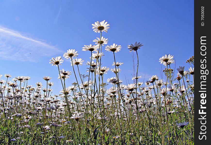 Daisywheels on field on background blue sky