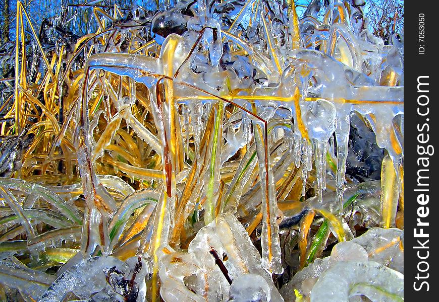 ice on dry yellow herb. ice on dry yellow herb