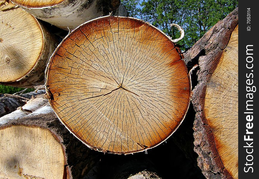 Old sawn up log of the birch. Old sawn up log of the birch