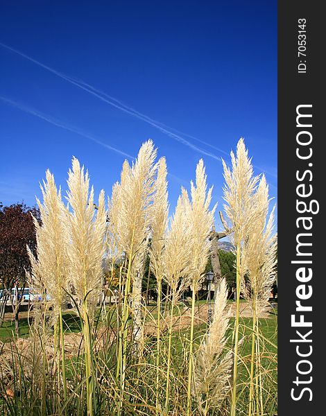 Group of cortaderias, pampas grass, a plant from Southamerica, at a garden in Madrid against a blue sky. Group of cortaderias, pampas grass, a plant from Southamerica, at a garden in Madrid against a blue sky