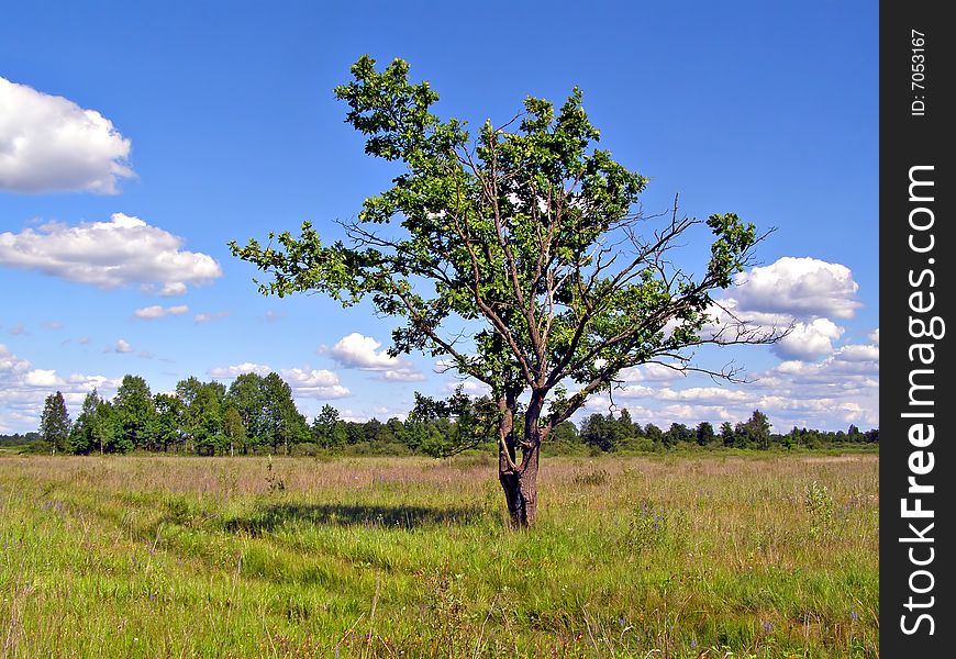 Small oak on yellow autumn field