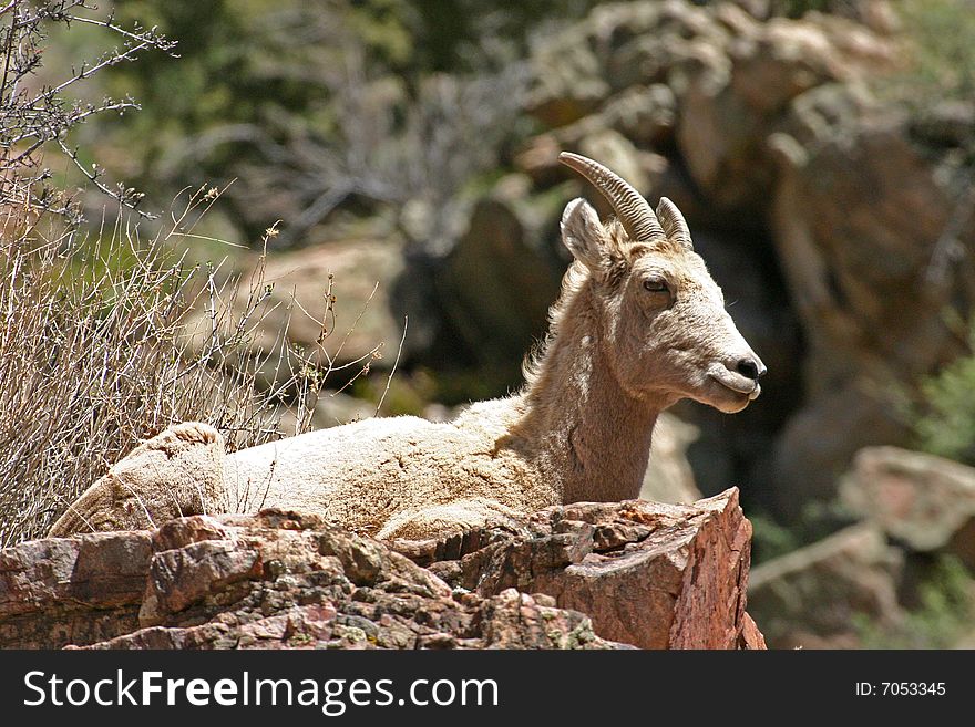 Female bighorn sheep laying on top of a rock in the Rocky mountains. Female bighorn sheep laying on top of a rock in the Rocky mountains