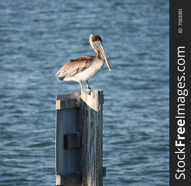 Pelican rests by sitting on a post. Pelican rests by sitting on a post.