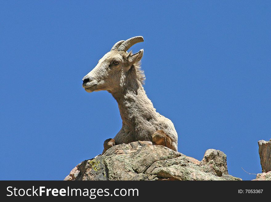 Female bighorn sheep laying on top of a rock in the Rocky mountains. Female bighorn sheep laying on top of a rock in the Rocky mountains