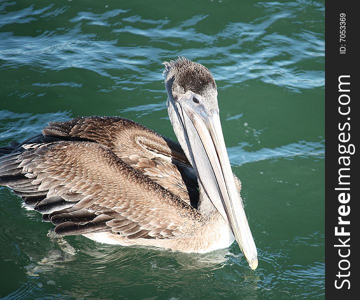 Pelican swimming in the Gulf looking for fish. Pelican swimming in the Gulf looking for fish.
